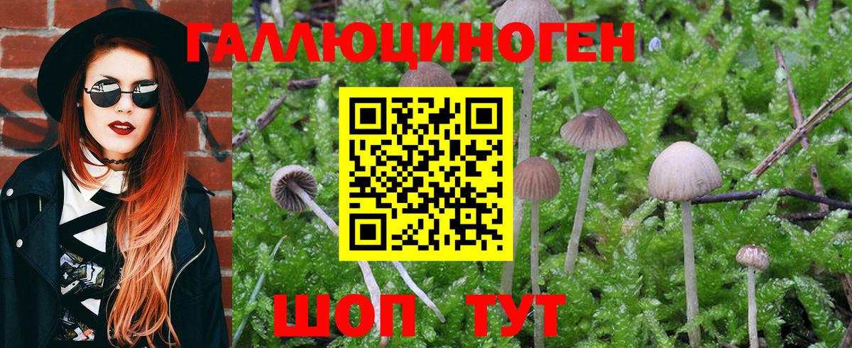 закладка  Вход с VPN  Гатчина  Псилоцибиновые грибы Magic Shrooms 