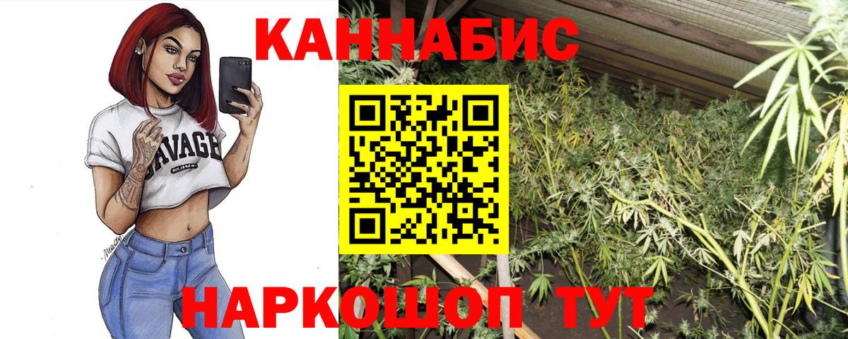 Каннабис OG Kush Гатчина